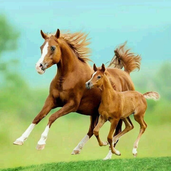 Other - Pillow Cover- NEW- Sorrel Horse and Colt